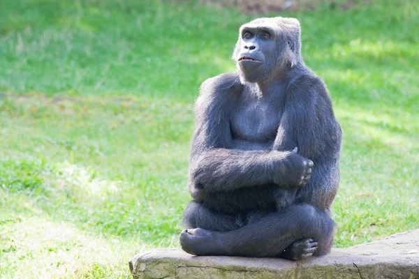 Gorilla nizinna zachodnia — Zdjęcie stockowe