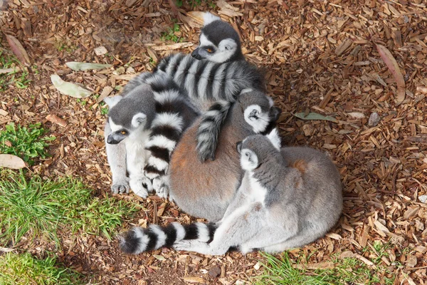 Lemurs — Stock Photo, Image