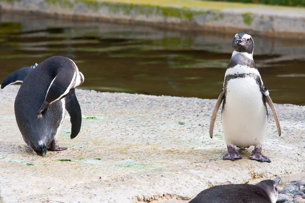 Pingouins — Photo
