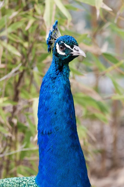 Peacock's head — Stock Photo, Image
