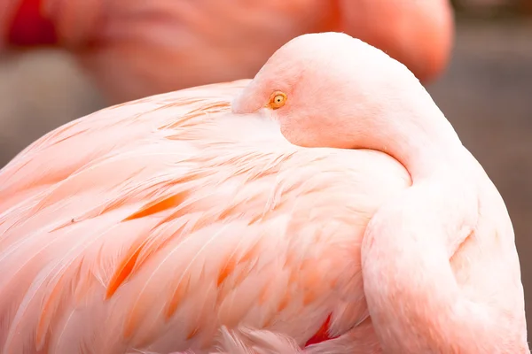 stock image Flamingo