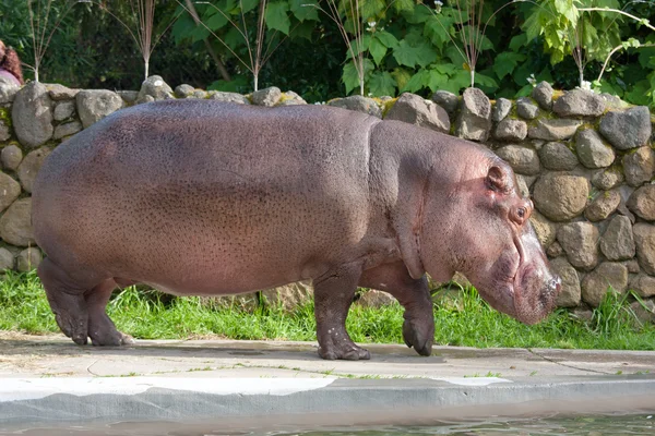 Hipopopotam — Zdjęcie stockowe