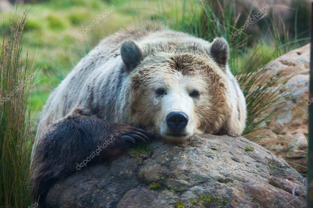 grizzly bear | 图库照片 08 radoslaw lecyk #9520709