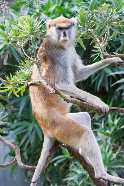 Maimuță Patas — Fotografie, imagine de stoc