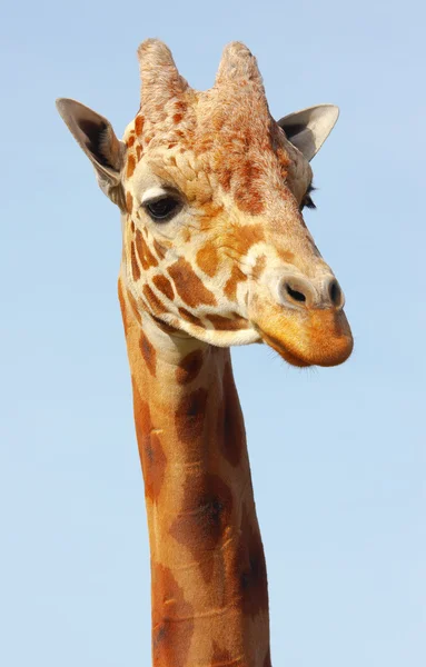Girafe — Photo