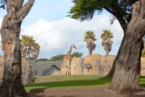 Giraffa e struzzo — Foto Stock