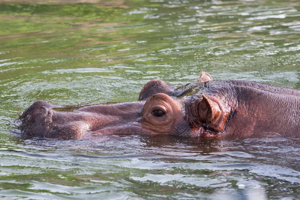 Hippo — Stock Photo, Image
