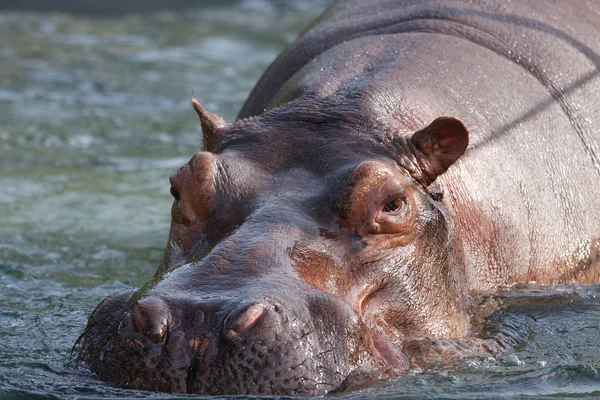 stock image Hippo