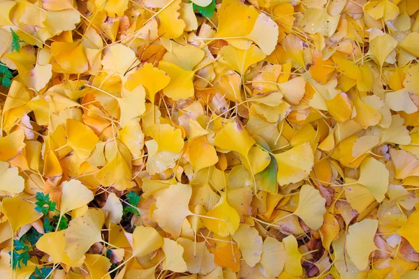 stock image Gingko leafs