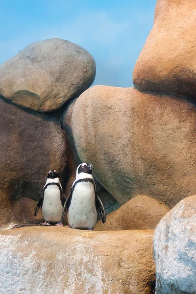 Pingviner — Stockfoto