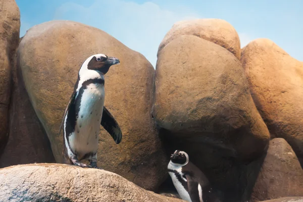 Pinguine lizenzfreie Stockfotos