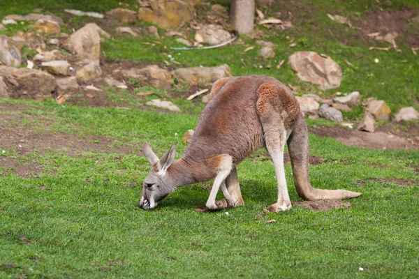 stock image Eastern Grey Kangaroo