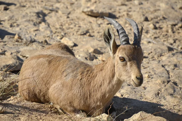 stock image Wild goat in Negev desert.