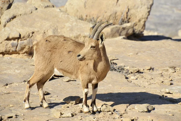 stock image Wild goat in Negev desert.