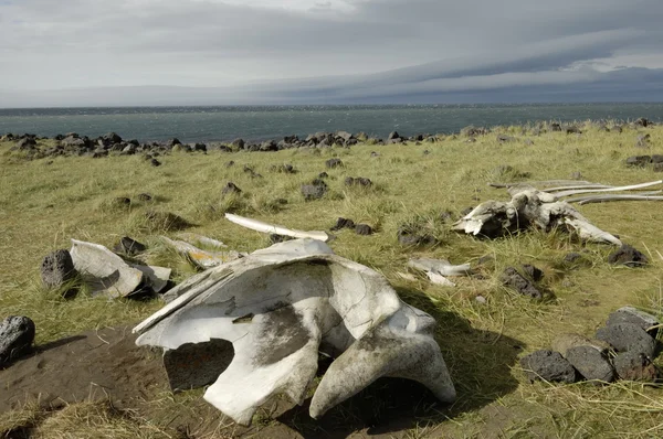 Побережье Снефельснеса, Исландия — стоковое фото