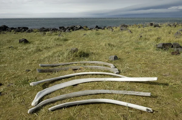 Baleia permanece na costa de Snaefellsnes, Islândia — Fotografia de Stock