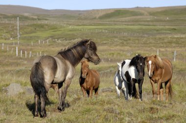 Icelandic horses. clipart