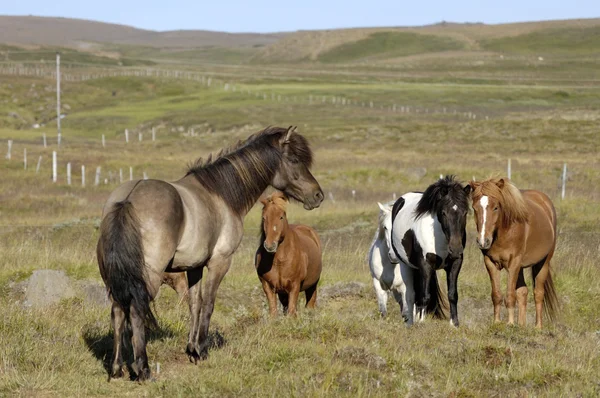 stock image Icelandic horses.