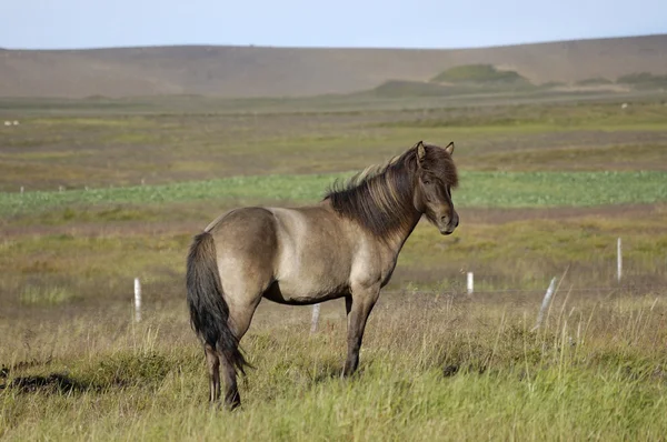 stock image Icelandic horse.