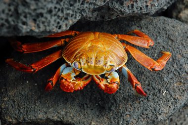 Red rock crab. clipart