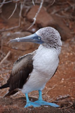 Blue footed Booby bird, Galapagos clipart