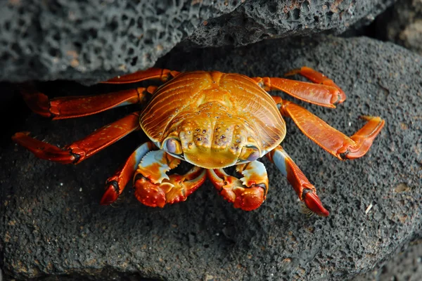 红岩石蟹. — 图库照片