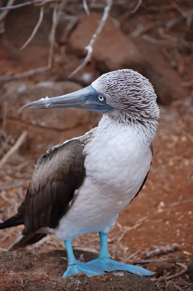 Modrá pata stránky nekňuba pták, Galapágy — Stock fotografie