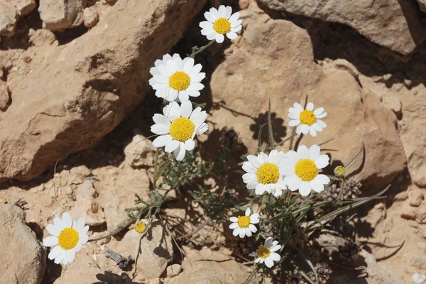 stock image White chamomile flowers.