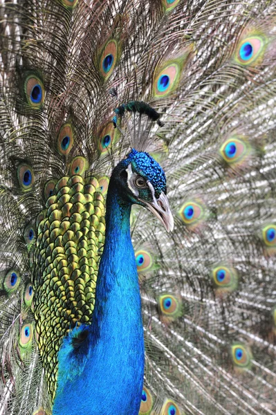 stock image Beautiful Peacock.