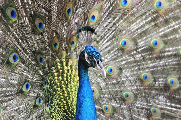 stock image Beautiful Peacock.