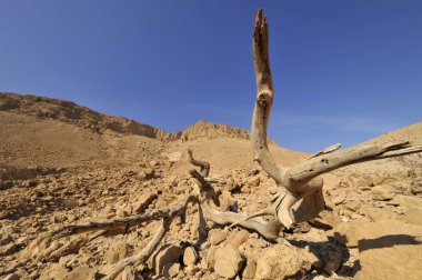 Yahudiye desert, Israel.