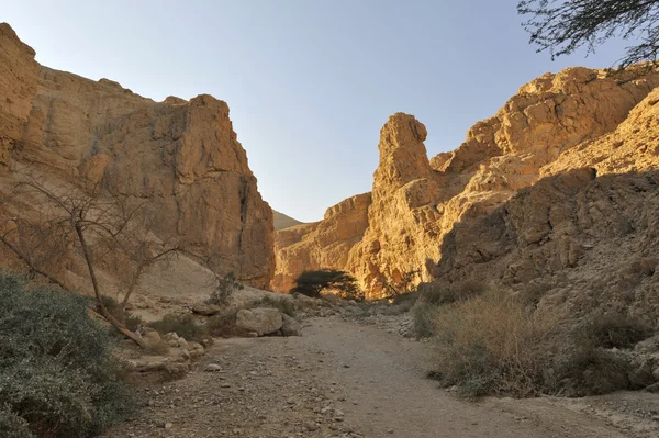 stock image Wadi Zohar canyon, Judea desert.