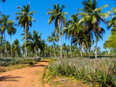 sri Lanka avuç içi ile peyzaj