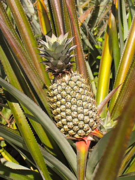 ananas büyüyen