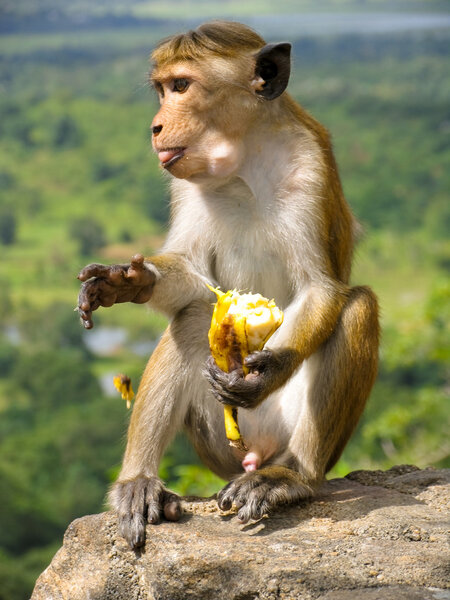 Обезьяна с бананом в Шри-Ланке
