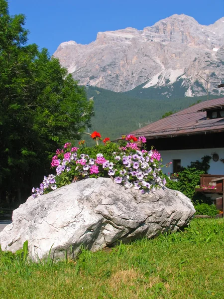 Flores en la piedra en los Alpes italianos . — Foto de Stock