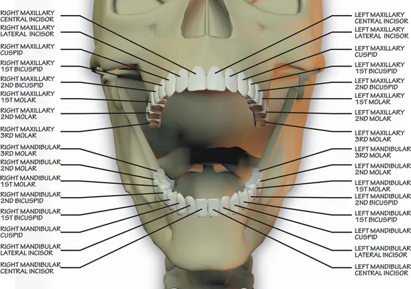 Стоматологічна діаграми Стокове Зображення