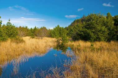 kıyı marsh