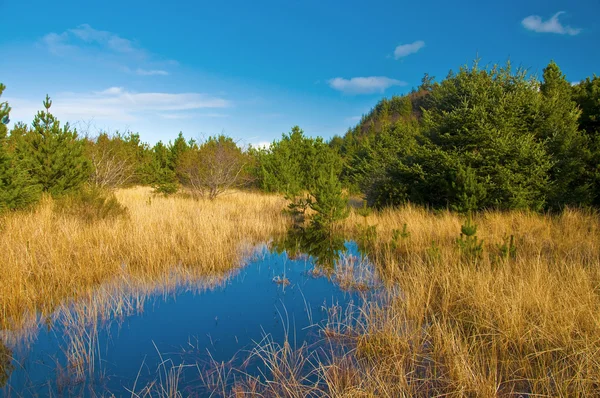 kıyı marsh