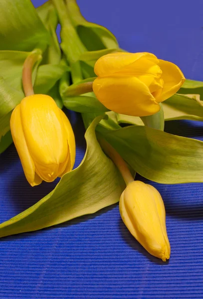 Bouquet of yellow tulips on blue background — Stock Photo, Image