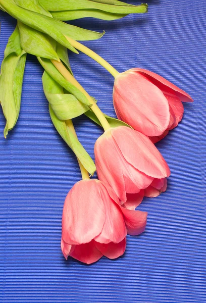 Bukett rosa tulpaner på blå bakgrund — Stockfoto