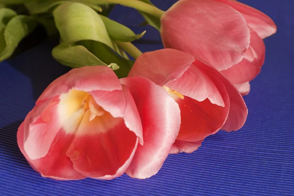 Bukett rosa tulpaner på blå bakgrund — Stockfoto