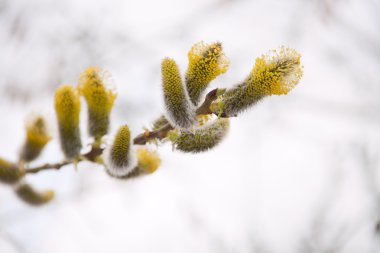 bloeiende bloeiwijzen op lente