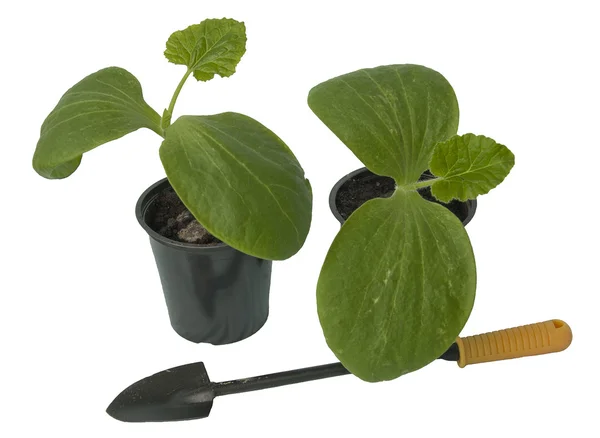 stock image Seedling of vegetable plants