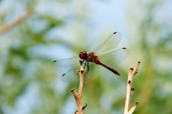 Κόκκινο dragonfly που κάθεται σε ένα υποκατάστημα — Φωτογραφία Αρχείου