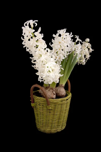 Vita hyacinter — Stockfoto