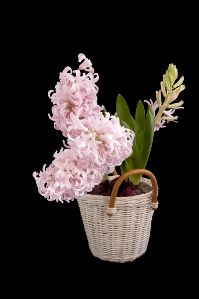 Pink Hyacinths — Stock Photo, Image