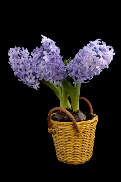 Blå hyacinter — Stockfoto