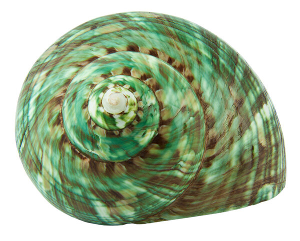 Раковина отшельника
