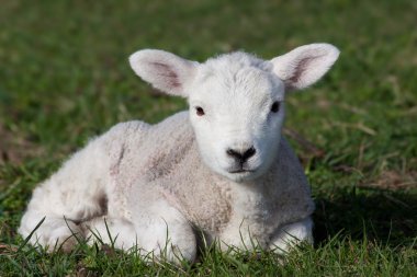 Lamb in field clipart